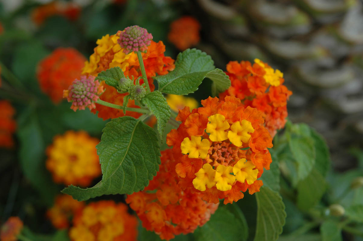 Lantana camara photo